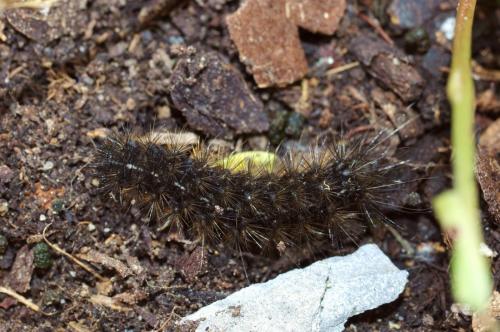 Grammia quenseli